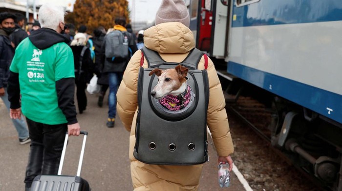 Ukraina Diserang Rusia, 1 Juta Warganya Jadi Pengungsi A person fleeing Russia's invasion of Ukraine carries a dog in a backpack to board a train in Zahony, Hungary March 3, 2022. REUTERS/Bernadett Szabo