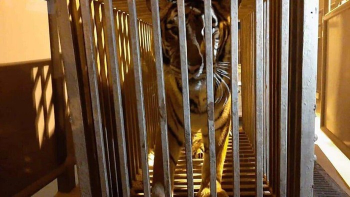 Six lions and six tigers were evacuated from near Kyiv to a zoo in Poland (Handout Poznan Zoo/AFP)