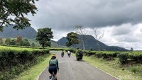 Membelah kebun teh dengan arus lalu-lintas masih sepi dan tanjakan 5 sampai 7 persen menjadi olahraga cardio yang efektif untuk melatih otot jantung.