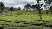 Pesepeda melintas di antara kebun teh. Cuaca sejuk dan oksigen maksimal membuat siapa saja bakal tersenyum saat melintasi perkebunan teh seperti ini.