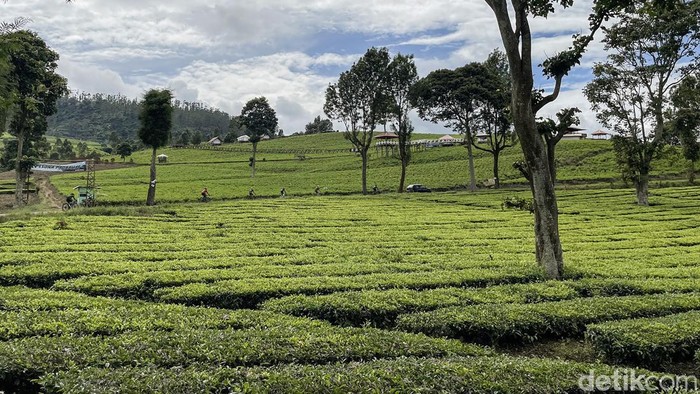 Pesepeda uphill, terutama para nubie di Jakarta atau Bandung, menempatkan Wayang Windu di prioritas pertama. Selain karena tanjakan panjang yang bersahabat, juga karena pemandangannya yang spektakuler. Cocok untuk olahraga sembari piknik mata. Healing