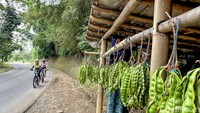 Warga lokal menjual hasil bumi berupa petai di samping pesepeda yang melintas menuju Wayang Windu.