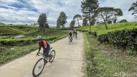 Pesepeda menikmati pemandangan kebun teh di Panenjoan, Pangalengan, Bandung, akhir pekan lalu. Tidak sekedar olahraga fisik, mata dan jiwa dipastikan lebih segar melalui rute ini.