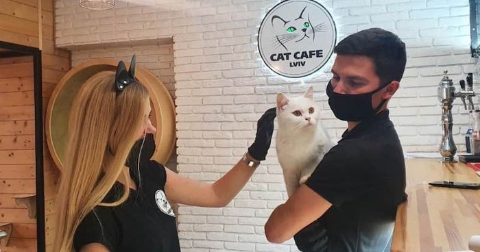 Kafe Kucing di Ukraina