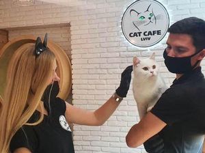 Tak Gentar, Kafe Kucing di Ukraina Tetap Buka meski Ada Invasi Rusia