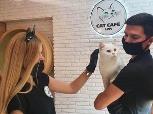 Tak Gentar, Kafe Kucing di Ukraina Tetap Buka meski Ada Invasi Rusia