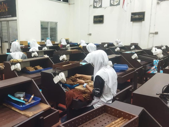 pembuatan cerutu jember hingga punya kualitas diakui di dunia