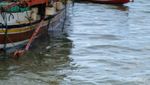 Pelelangan Ikan Pancer Banyuwangi, Cocok Buat Dikunjungi Weekend Ini