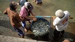 Pelelangan Ikan Pancer Banyuwangi, Cocok Buat Dikunjungi Weekend Ini