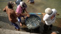 Nelayan mengangkat ikan dari kapal slerek.