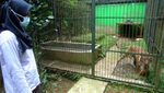 75 Satwa Langka dan Dilindungi Dirawat di Tempat Ini Lho