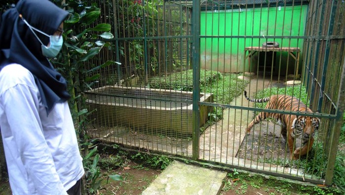 PUSAT PENYELAMATAN SATWA DI BOGOR Dokter hewan memberi pakan buah pepaya untuk seekor siamang (Symphalangus syndactylus) di Pusat Penyelamatan Satwa, Animal Sanctuary Trust Indonesia (ASTI), Megamendung, Kabupaten Bogor, Jawa Barat, Jumat (4/3/2022). Pusat penyelamatan satwa tersebut melakukan perawatan sebanyak 75 satwa langka dan dilindungi mulai dari burung, primata, mamalia dan reptil yang didapat dari hasil sitaan warga maupun perdagangan satwa liar. ANTARA FOTO/Arif Firmansyah/wsj.