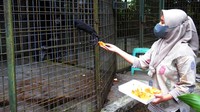 Tak hanya harimau, hewan-hewan yang dirawat meliputi burung, primata, mamalia dan reptil yang didapat dari hasil sitaan warga maupun perdagangan satwa liar.
