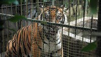 Seekor harimau Sumatera (Panthera tigris sumatrae) berada di dalam kandang di Pusat Penyelamatan Satwa, Animal Sanctuary Trust Indonesia (ASTI), Megamendung, Kabupaten Bogor, Jawa Barat, Jumat (4/3/2022).