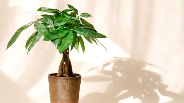 tanaman hias money tree A