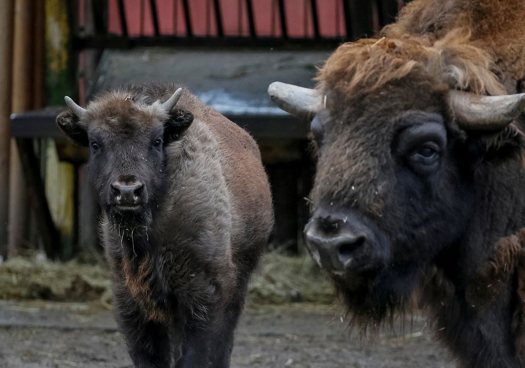 UKRAINE-CRISIS/KYIV-ZOO Bison are seen in the city zoo in Kyiv, Ukraine, March 3, 2022. REUTERS/Gleb Garanich