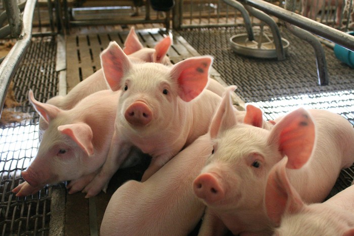 5 Bagian Tubuh Babi yang Ekstrem Ini Bisa Diolah Jadi Makanan Nikmat