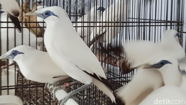 Burung jalak Bali dari penangkaran desa Jimbung, kecamatan Kalikotes, Klaten.