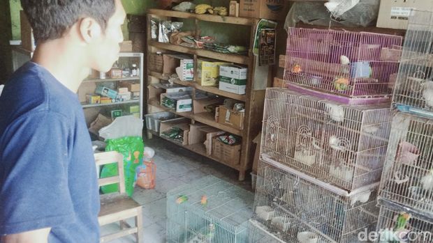 Burung jalak Bali dari penangkaran desa Jimbung, kecamatan Kalikotes, Klaten.