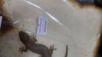 Membeli roti di warung, tidak ada yang diharapkan selain kenyang secara instan. Sebelum dibuka tepat akan dimakan, ternyata ada seekor cicak segar yang tengah bersembunyi di dalamnya. Foto: Instagram/humorsantuy