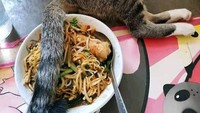 Hewan peliharan seringkali bertindak semaunya. Ditemani makan oleh kucing kesayangannya, makanan netizen ini jadi dapat topping tambahan. Foto: Instagram/humorsantuy
