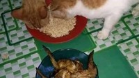 Melihat kondisi sekitar sebelum makan ternyata penting dilakukan. Sudah siap dengan mie dan ayam goreng, nahas, netizen ini kalah cepat dengan kucing. Foto: Instagram/humorsantuy