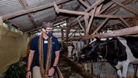 Desa Cisaat juga memiliki peternakan sapi perah. Foto: Kemenparekraf