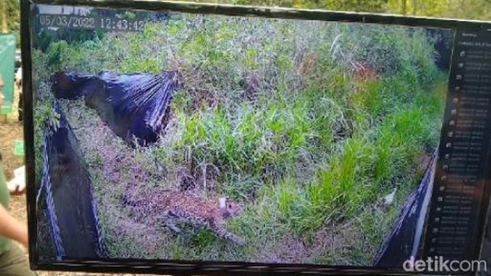 Monitoring pelepasliaran macan tutul betina di TNGC.