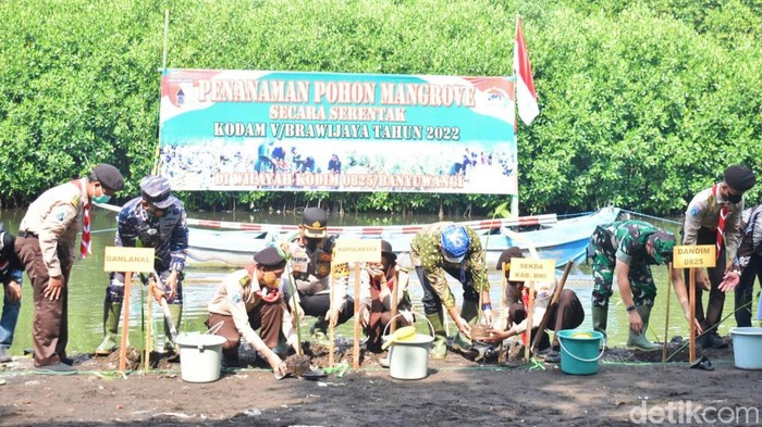 penanaman mangrove di pulau santen