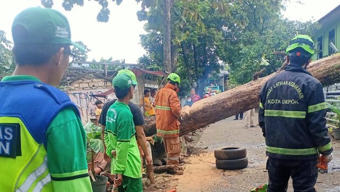 Pohon tumbang di Cimanggis Depok