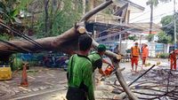 13 Pohon Di Jakarta Pusat Tumbang Akibat Angin Kencang