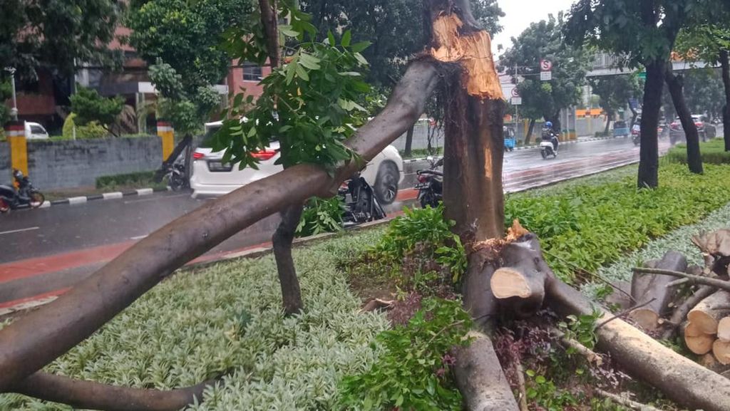 Diguyur Hujan-Angin Kencang, 3 Pohon di Jaksel dan Jaktim Tumbang