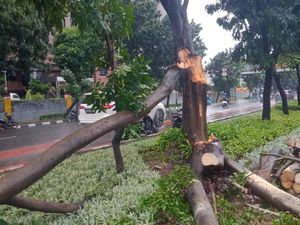 Diguyur Hujan-Angin Kencang, 3 Pohon di Jaksel dan Jaktim Tumbang