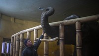 Tak hanya manusia yang menjadi korban perang. Hewan pun ikut terimbas invasi Rusia ke Ukraina. Penjaga hewan Kirilo Trantin menghibur seekor gajah di Kebun Binatang Kiev di Kyiv, Ukraina, Selasa, 1 Maret 2022. Foto: AP/Emilio Morenatti