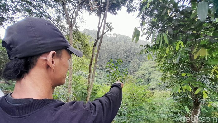 Warga sedang menunjuk ke arah tebing dan dasar jurang Cadas Pangeran yang menjadi habitat bagi sekelompok babi hutan.