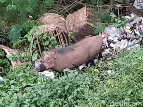 Warga sedang menunjuk ke arah tebing dan dasar jurang Cadas Pangeran yang menjadi habitat bagi sekelompok babi hutan.