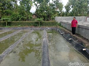 Budi Daya Cacing Sutra di Wonogiri Pakai Limbah Lele, Ini Hasilnya