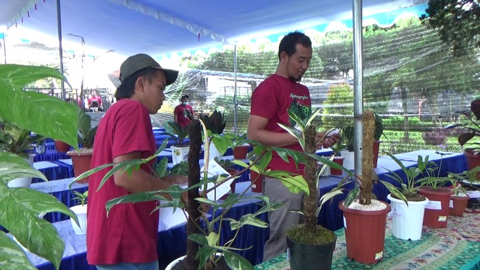 Kontes tanaman hias di Lumajang