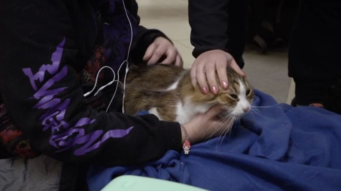 Pengungsi Ukraina bawa kucing