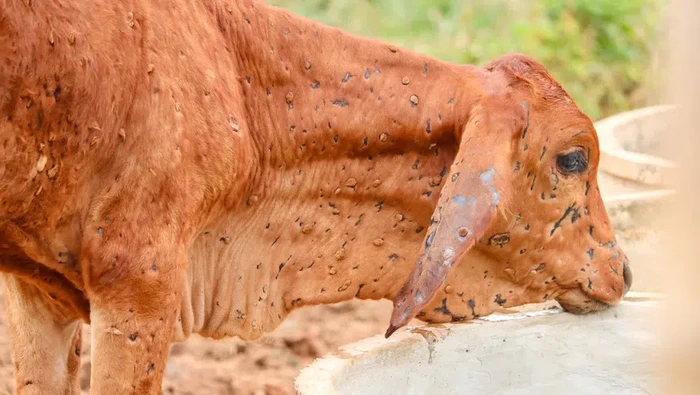 Penyakit Kutil Sapi