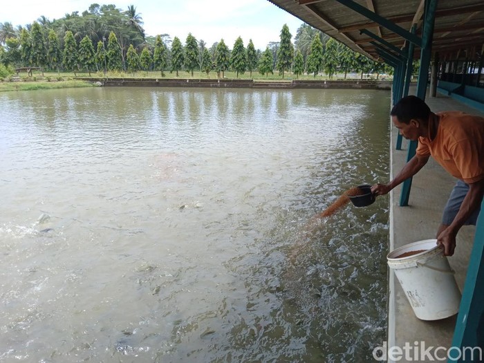 Persiapan panen Mujair untuk munggahan