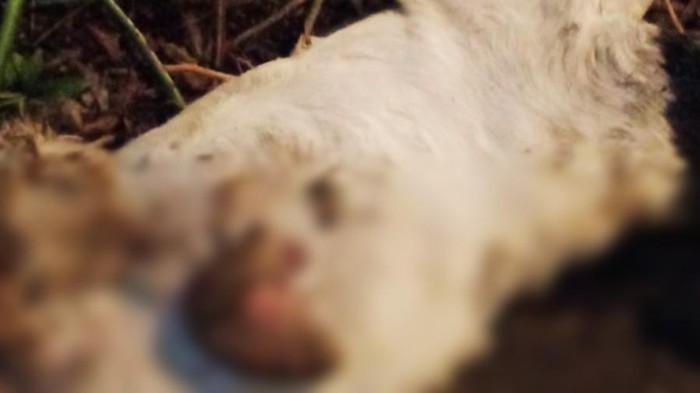 10 Ekor Kambing Banyuwangi Diserang Anjing Liar