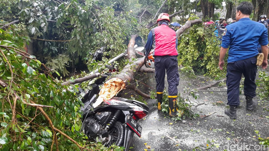 Angin kencang masih berpotensi terjadi di Jabodetabek selama 2 hari ke depan. Tercatat ada 162 pohon di Kota Bogor yang masuk dalam kategori rawan tumbang. (M Solihin/detikcom)