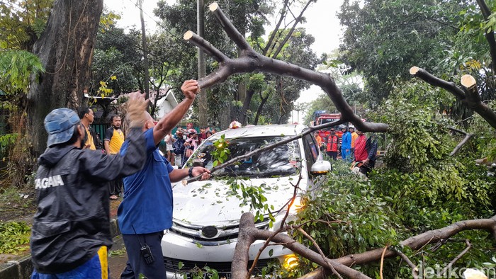 Angin kencang masih berpotensi terjadi di Jabodetabek selama 2 hari ke depan. Tercatat ada 162 pohon di Kota Bogor yang masuk dalam kategori rawan tumbang. (M Solihin/detikcom)