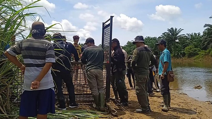 BKSDA pasang perangkap buaya pascawarga diserang di Mukomuko, Bengkulu.