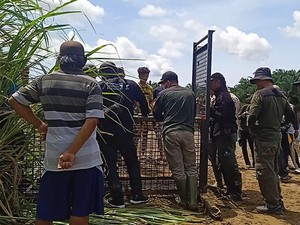 Buaya Mangsa Warga, BKSDA Bengkulu Pasang Perangkap di Tepi Sungai Selagan