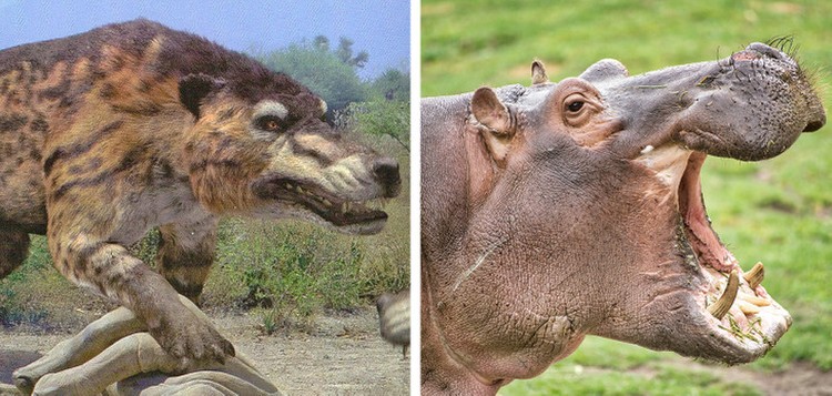 Evolusi hewan Evolusi hewan