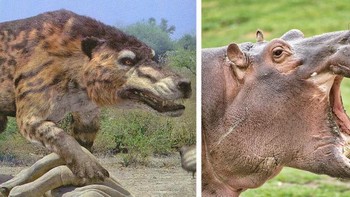 Predator terbesar yang pernah berkeliaran di bumi disebut Andrewsarchu . Kepalanya saja panjangnya hampir 1 meter. Kita akan membayangkan karnivora seperti itu menjadi nenek moyang serigala atau hyena, tetapi tidak, kerabat terdekat mereka yang masih hidup adalah kuda nil. Foto: Brightside