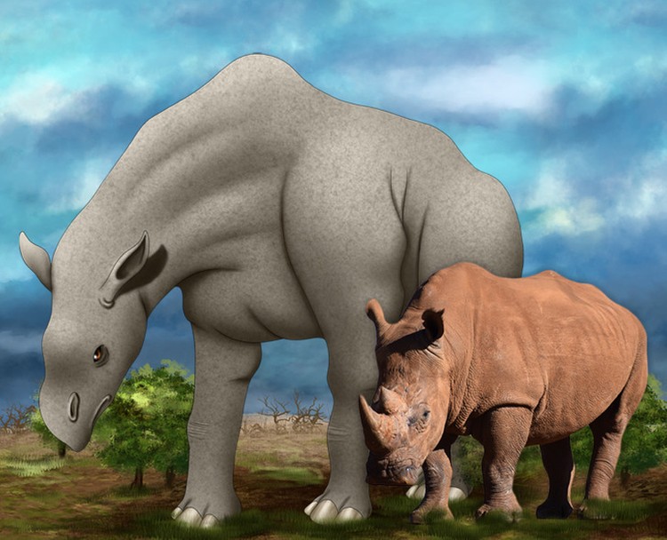 Evolusi hewan