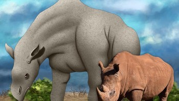 Nenek moyang badak adalah Indricotherium, mamalia darat terbesar yang pernah ada, mengalahkan gajah sejauh satu mil — panjangnya sekitar 7,4 meter (24,3 kaki) dan beratnya antara 15 dan 20 ton. Foto: Brightside